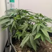 Anesia Purple Boost Highness