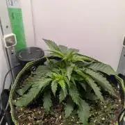 Ganja Farmer OG KuSH Fast VGrow