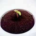 Diablo Rojo XL Auto in the VGrow DWC