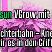 Diablo Rojo XL Auto in the VGrow DWC