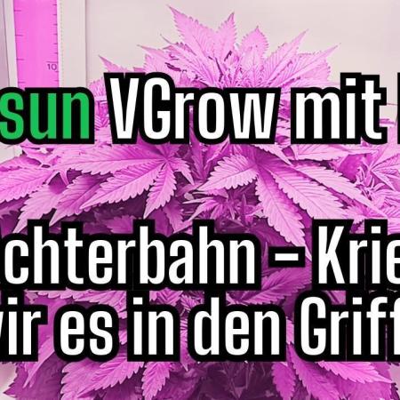 Diablo Rojo XL Auto in the VGrow DWC