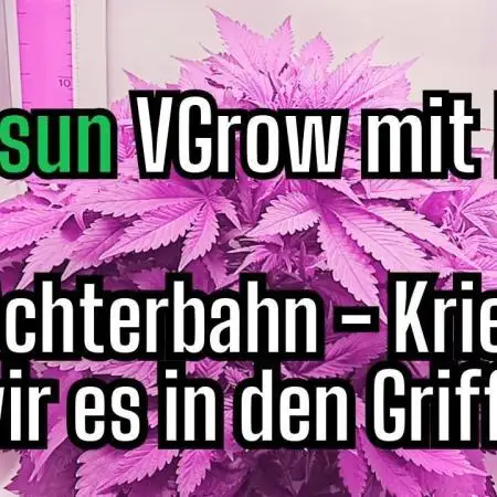 Diablo Rojo XL Auto in the VGrow DWC