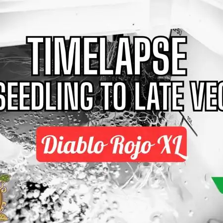 Diablo Rojo XL Auto in the VGrow DWC