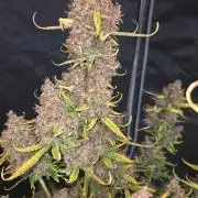 Banana Purple Punch RF3