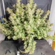 Winter 2025 garage grow