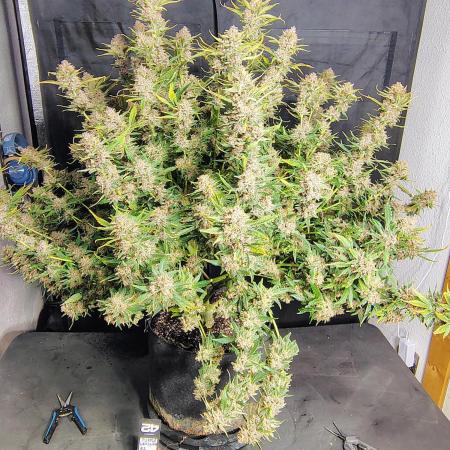 Winter 2025 garage grow