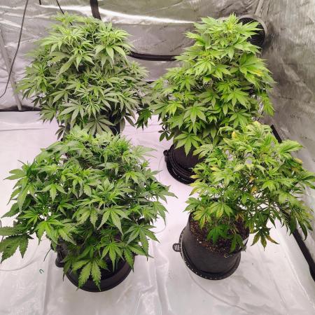 Winter 2025 garage grow