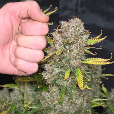 Banana Purple Punch RF3