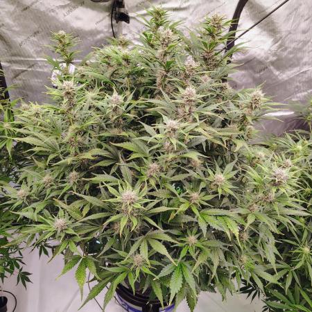 Winter 2025 garage grow