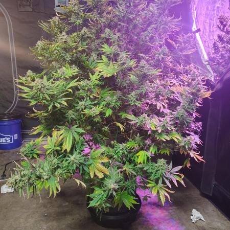 Winter 2025 garage grow
