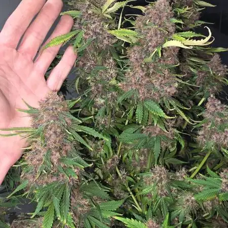 Banana Purple Punch RF3