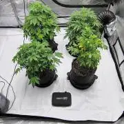 Winter 2025 garage grow