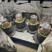 Banana Purple Punch RF3