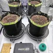 Banana Purple Punch RF3