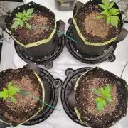 Banana Purple Punch RF3