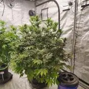 Banana Purple Punch RF3