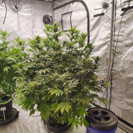 Banana Purple Punch RF3