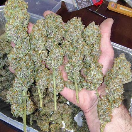 Winter 2025 garage grow