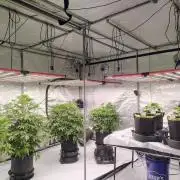 Winter 2025 garage grow