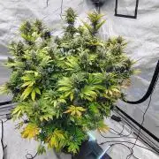 Banana Purple Punch RF3