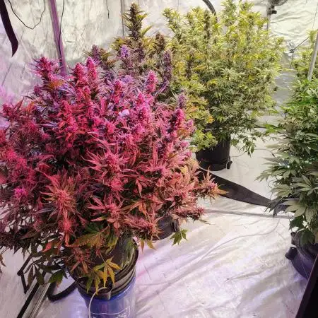 Winter 2025 garage grow