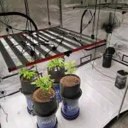 Winter 2025 garage grow