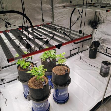 Winter 2025 garage grow