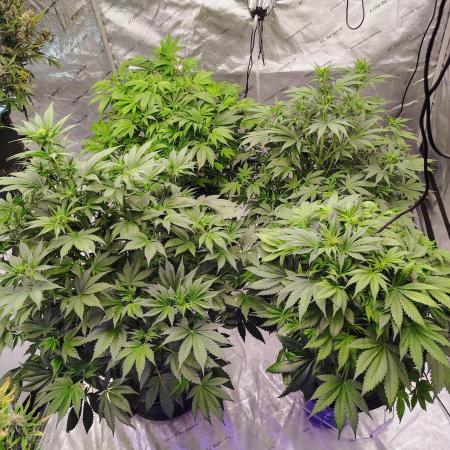 Banana Purple Punch RF3