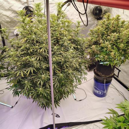 Winter 2025 garage grow