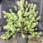 Winter 2025 garage grow