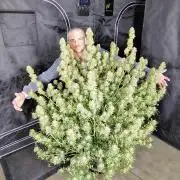 Winter 2025 garage grow