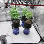 Winter 2025 garage grow