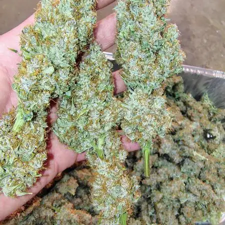 Banana Purple Punch RF3