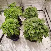 Banana Purple Punch RF3