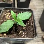 Bakerman DopeSeeds & Dopesoil