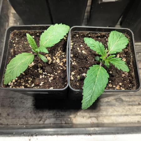 La Bomba DopeSeeds & DopeSoil