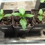 Heartbreaker DopeSeeds & DopeSoil