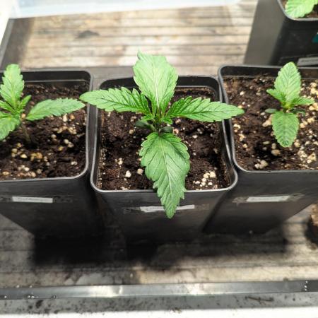 Heartbreaker DopeSeeds & DopeSoil