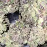 KO.Grow 🍋🍒🍪 2.0