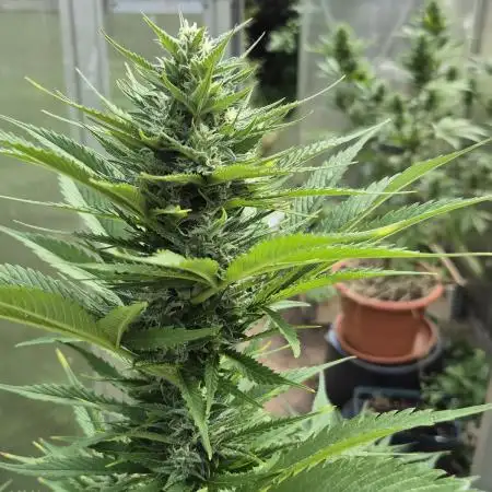 KO.Grow OG Kush 2.0