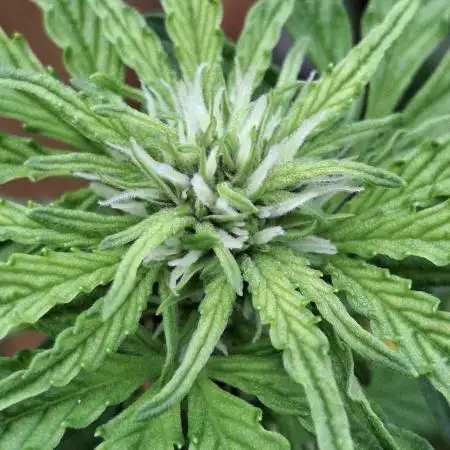 Banana Purple Punch