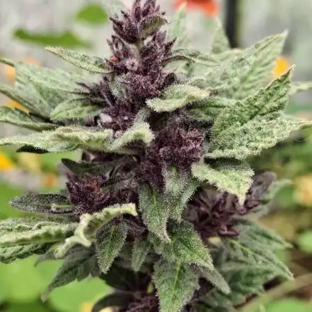Greenhouse Auto