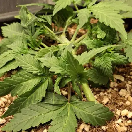 Pineapple Express