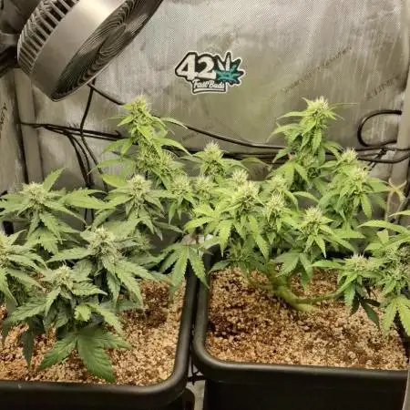 Pineapple Express