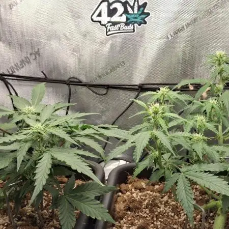 Pineapple Express