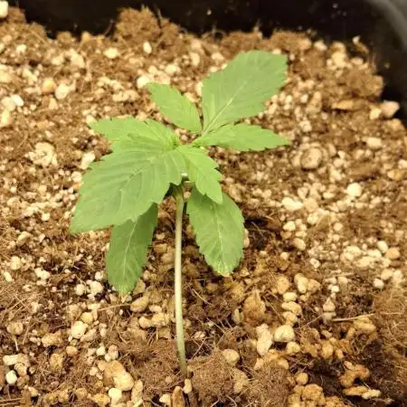 Pineapple Express