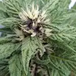 Banana Purple Punch