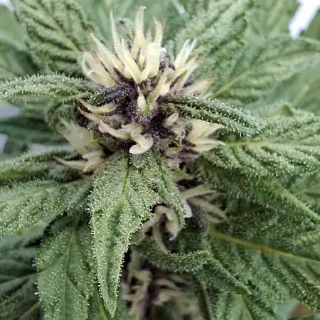 Banana Purple Punch