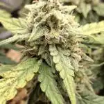 Pineapple Express