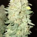 Pineapple Express